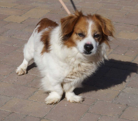 Puntjo - rezervovaný (HU)